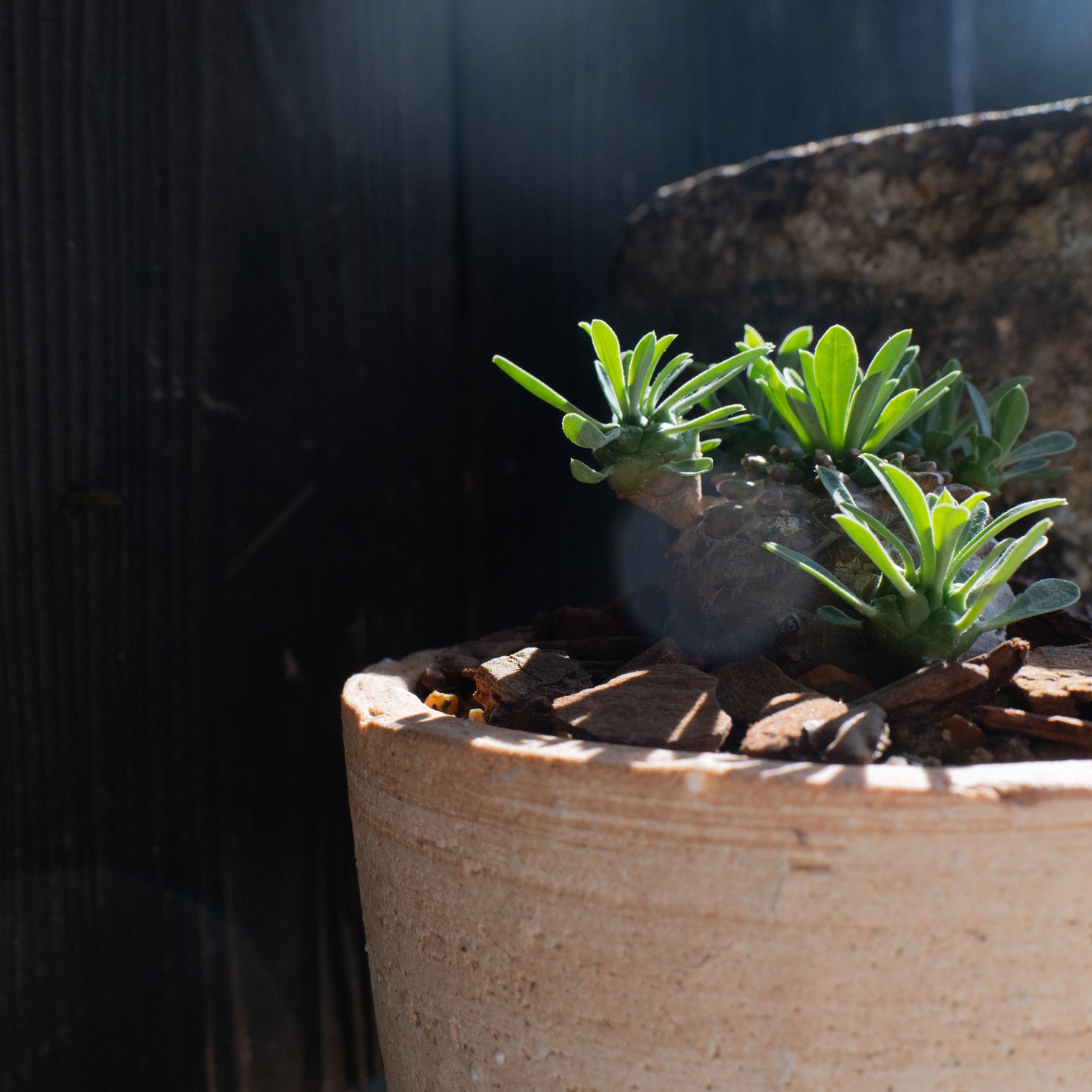 Flower Pot Drip Tray Set