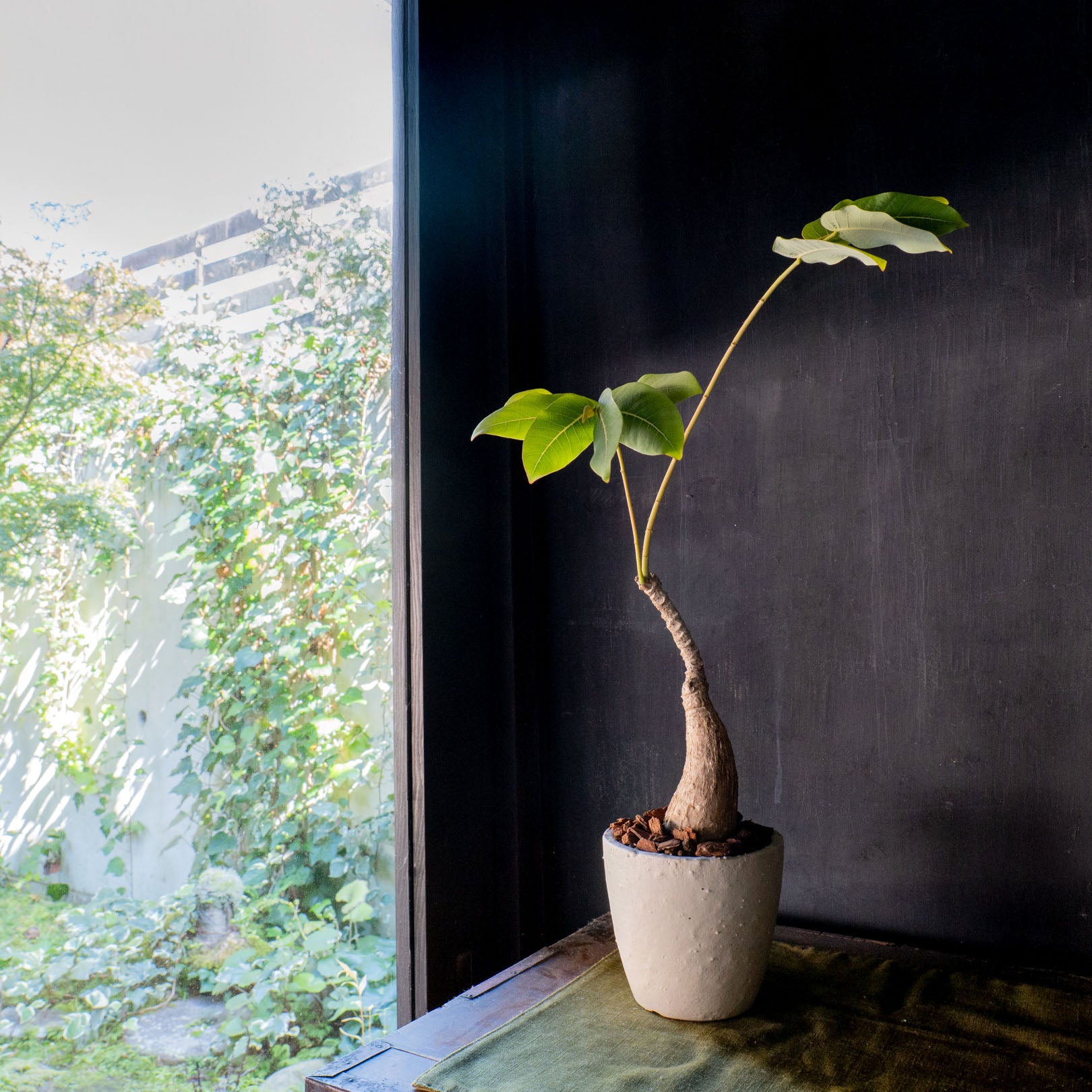 Flower Pot Drip Tray Set