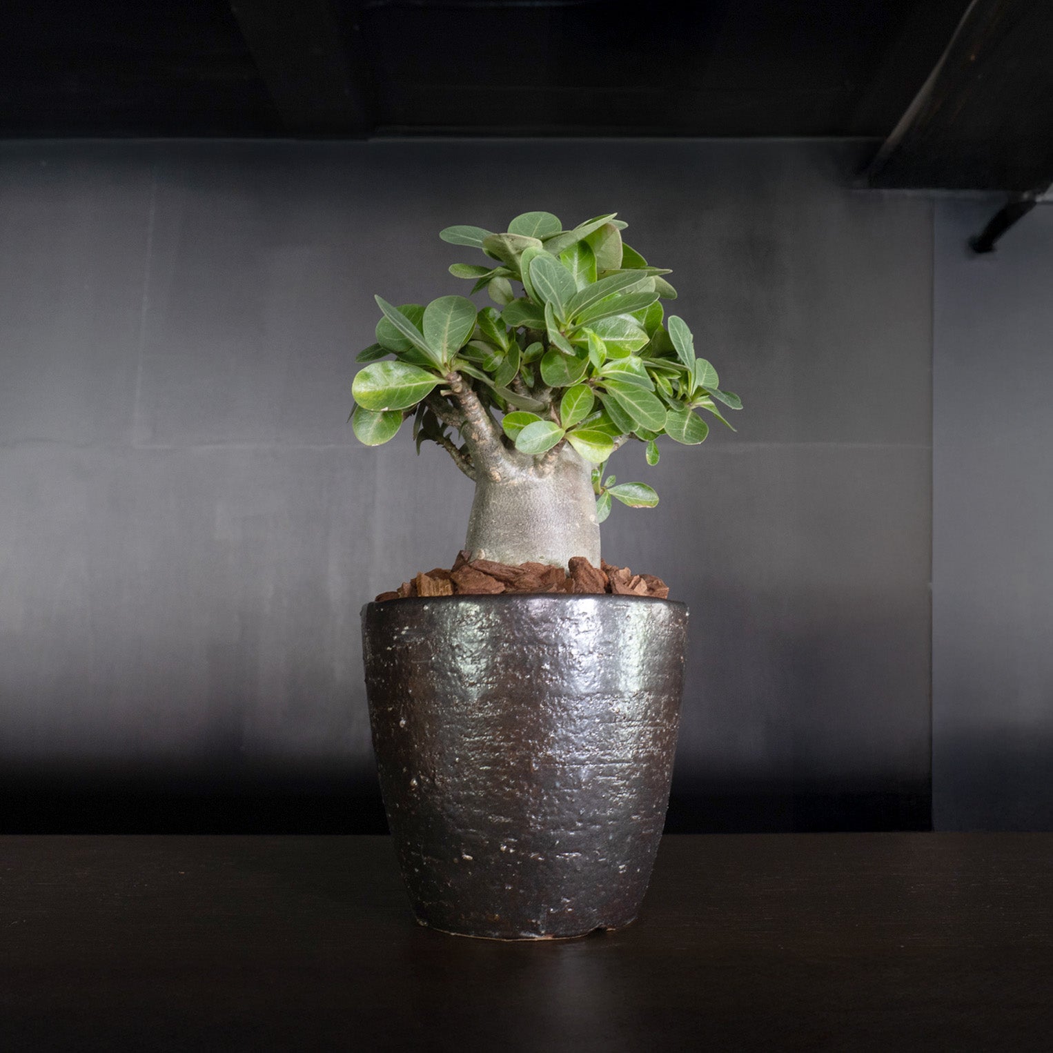 Flower Pot Drip Tray Set