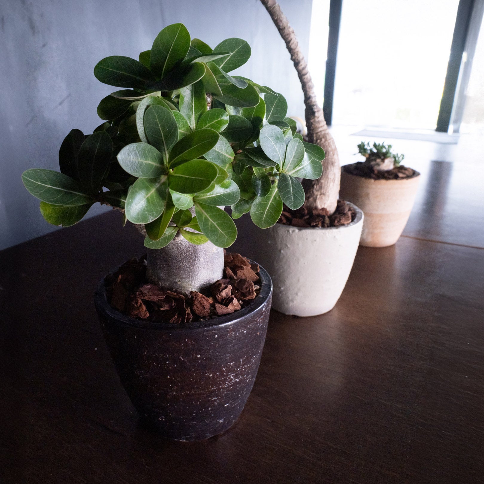 Flower Pot Drip Tray Set