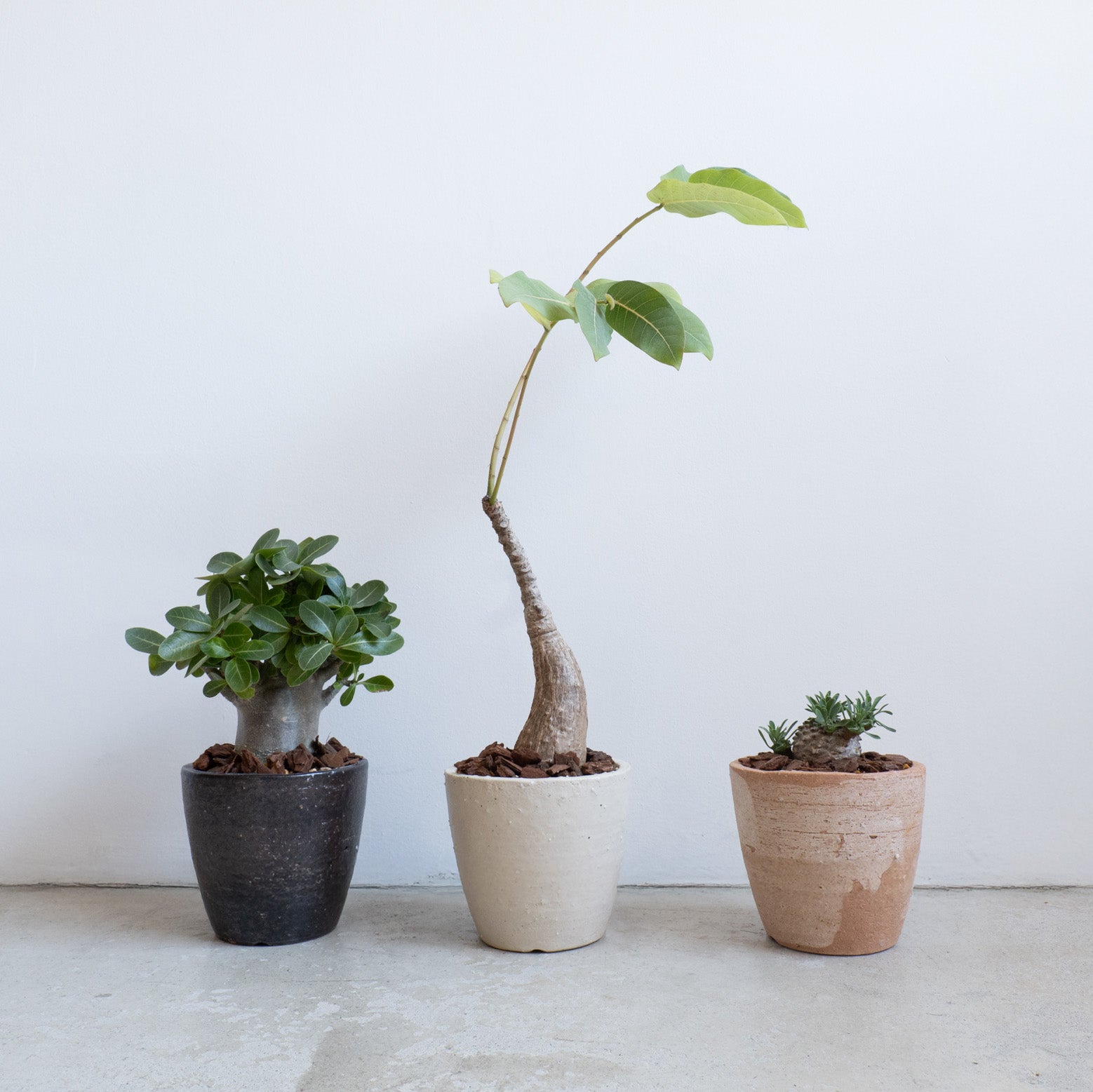 Flower Pot Drip Tray Set