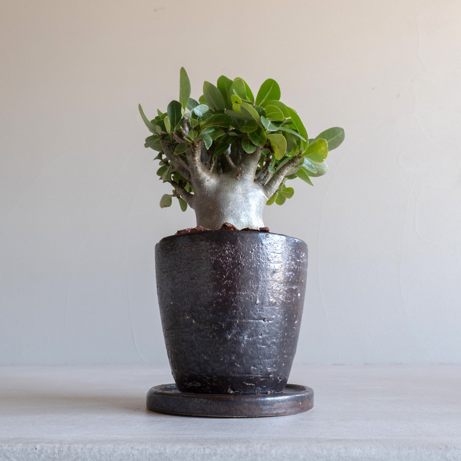 Flower Pot Drip Tray Set