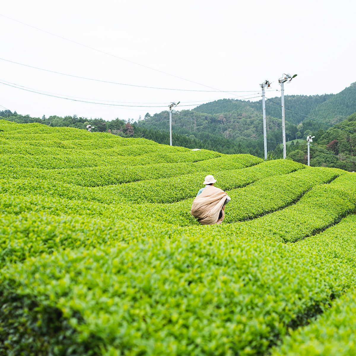 shigaraki5-Meizan Kiln